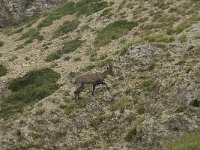 Capra ibex 68, Alpensteenbok, Saxifraga-Willem van Kruijsbergen
