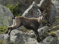 Capra ibex 69, Alpensteenbok, Saxifraga-Willem van Kruijsbergen