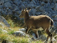 Capra ibex 7, Alpensteenbok, Saxifraga-Jan van der Straaten