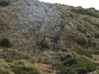 Capra ibex 70, Alpensteenbok, Saxifraga-Willem van Kruijsbergen