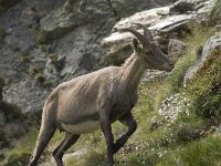 Capra ibex 71, Alpensteenbok, Saxifraga-Willem van Kruijsbergen