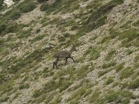 Capra ibex 72, Alpensteenbok, Saxifraga-Willem van Kruijsbergen