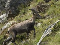 Capra ibex 73, Alpensteenbok, Saxifraga-Willem van Kruijsbergen