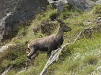 Capra ibex 74, Alpensteenbok, Saxifraga-Willem van Kruijsbergen