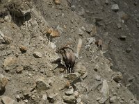 Capra ibex 75, Alpensteenbok, Saxifraga-Willem van Kruijsbergen
