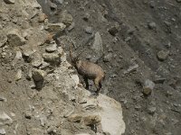 Capra ibex 76, Alpensteenbok, Saxifraga-Willem van Kruijsbergen