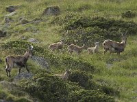 Capra ibex 79, Alpensteenbok, Saxifraga-Willem van Kruijsbergen