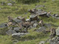 Capra ibex 80, Alpensteenbok, Saxifraga-Willem van Kruijsbergen