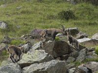 Capra ibex 82, Alpensteenbok, Saxifraga-Willem van Kruijsbergen