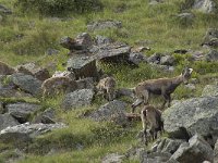 Capra ibex 83, Alpensteenbok, Saxifraga-Willem van Kruijsbergen