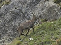 Capra ibex 85, Alpensteenbok, Saxifraga-Willem van Kruijsbergen