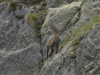Capra ibex 86, Alpensteenbok, Saxifraga-Willem van Kruijsbergen