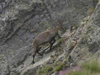 Capra ibex 88, Alpensteenbok, Saxifraga-Willem van Kruijsbergen