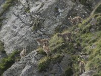 Capra ibex 89, Alpensteenbok, Saxifraga-Willem van Kruijsbergen
