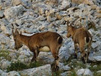 Capra ibex 9, Alpensteenbok, Saxifraga-Jan van der Straaten