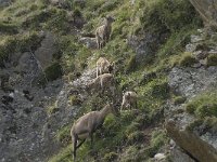 Capra ibex 90, Alpensteenbok, Saxifraga-Willem van Kruijsbergen