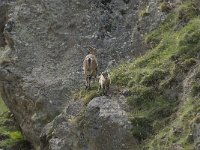 Capra ibex 91, Alpensteenbok, Saxifraga-Willem van Kruijsbergen