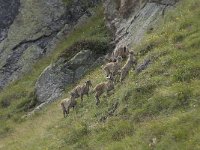 Capra ibex 93, Alpensteenbok, Saxifraga-Willem van Kruijsbergen