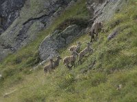 Capra ibex 94, Alpensteenbok, Saxifraga-Willem van Kruijsbergen