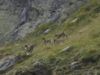 Capra ibex 95, Alpensteenbok, Saxifraga-Willem van Kruijsbergen