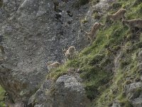 Capra ibex 96, Alpensteenbok, Saxifraga-Willem van Kruijsbergen