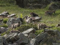Capra ibex 97, Alpensteenbok, Saxifraga-Willem van Kruijsbergen