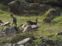 Capra ibex 98, Alpensteenbok, Saxifraga-Willem van Kruijsbergen