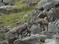 Capra ibex 99, Alpensteenbok, Saxifraga-Willem van Kruijsbergen