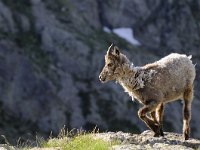 Capra ibex ibex 29, Alpensteenbok, Saxifraga-Elisabeth Raboin