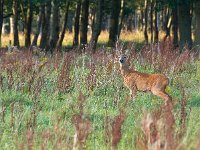 Roe deer is looking for danger  Roe deer is looking for danger : Capreolus, alertness, animal, bush, cute, deer, environment, expression, fawn, forest, fur, inhabitancy, lonely, looking, mammal, nature, newborn, one, pet, portrait, roe, spotted, spring, stay, summer, vertebrate, watching, wild, wildlife, wood, young