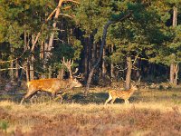 Male red deer (Cervus elaphus) with juvenile  Male red deer (Cervus elaphus) with juvenile : Nationaal, Veluwe, animal, autumn, brown, browse, cervus elaphus, conservation, deer, depasture, feed, field, forest, grass, graze, hoofed, horning, hunter, hunting, juvenile, majestic, male, mammal, meadow, nature, outdoor, park, pasture, red, red deer, royal, royal stag, tranquil, wild, wilderness, wildlife, young