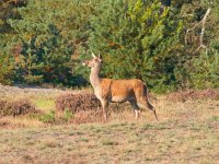 Female red deer basking in the sun  Female red deer basking in the sun : Nationaal, Veluwe, animal, autumn, brown, browse, cervus elaphus, conservation, deer, depasture, feed, female, field, forest, grass, graze, hoofed, horning, hunter, hunting, majestic, mammal, meadow, nature, outdoor, park, pasture, red, red deer, royal, royal stag, tranquil, wild, wilderness, wildlife