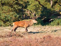 Male red deer (Cervus elaphus) with juvenile  Male red deer (Cervus elaphus) : Nationaal, Veluwe, animal, autumn, brown, browse, cervus elaphus, conservation, deer, depasture, feed, field, forest, grass, graze, hoofed, horning, hunter, hunting, majestic, male, mammal, meadow, nature, outdoor, park, pasture, red, red deer, royal, royal stag, tranquil, wild, wilderness, wildlife