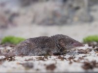 Greater white-toothed shrew (Crocidura russula)  Greater white-toothed shrew (Crocidura russula) sideview : Crocidura, Greater, cute, down, environment, fauna, fear, feet, fright, gray, grey, habitat, insectivore, isolated, lying, mammal, mouse, natural, nature, pest, profile, rat, resting, rodent, russula, scare, short-tailed, shot, shrew, side, sideview, sihouette, small, snout, toothed, ugly, view, white, white-toothed, wild, wildlife