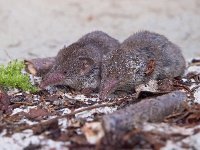 Greater white-toothed shrew (Crocidura russula)  a couple of Greater white-toothed shrew (Crocidura russula) : Crocidura, Greater, animal, couple, cute, down, environment, fauna, fear, feet, fright, gray, grey, habitat, insectivore, isolated, mammal, marriage, mouse, natural, nature, pair, pest, profile, rat, resting, rodent, russula, scare, short-tailed, shot, shrew, side, small, snout, together, togetherness, toothed, ugly, view, white, white-toothed, wild, wildlife