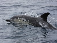 Delphinus delphis 10, Gewone dolfijn, Saxifraga-Bart Vastenhouw