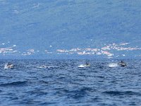 Delphinus delphis 11, Gewone dolfijn, Saxifraga-Bart Vastenhouw