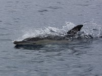 Delphinus delphis 12, Gewone dolfijn, Saxifraga-Bart Vastenhouw