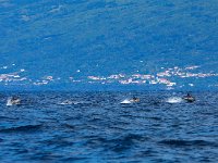 Delphinus delphis 13, Gewone dolfijn, Saxifraga-Bart Vastenhouw