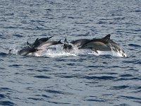 Delphinus delphis 15, Gewone dolfijn, Saxifraga-Henk Baptist