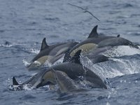 Delphinus delphis 2, Gewone dolfijn, Saxifraga-Rik Kruit