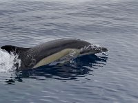 Delphinus delphis 3, Gewone dolfijn, Saxifraga-Rik Kruit