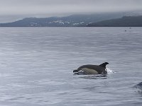 Delphinus delphis 5, Gewone dolfijn, Saxifraga-Rik Kruit