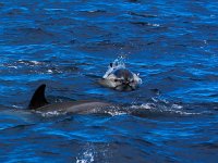 Delphinus delphis 6, Gewone dolfijn, Saxifraga-Bart Vastenhouw
