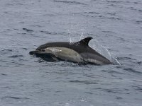 Delphinus delphis 9, Gewone dolfijn, Saxifraga-Bart Vastenhouw