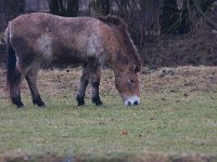 Equus ferus przewalskii,