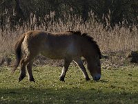 Equus ferus przewalskii 10, Przewalskipaard, Saxifraga-Jan Nijendijk