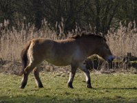 Equus ferus przewalskii 11, Przewalskipaard, Saxifraga-Jan Nijendijk