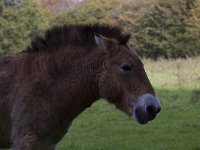 Equus ferus przewalskii 14, Przewalskipaard, Saxifraga-Jan Nijendijk