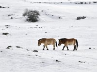 Equus ferus przewalskii 3, Przewalskipaard, Saxifraga-Elisabeth Raboin